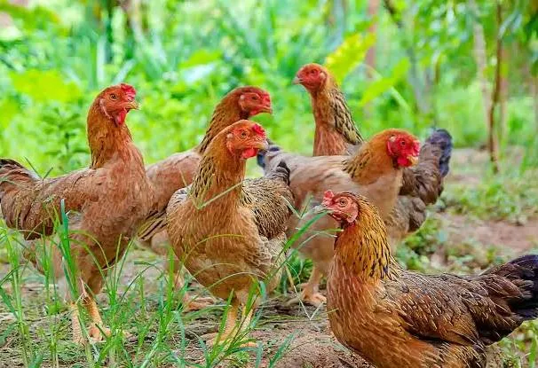 Ayam Kampung